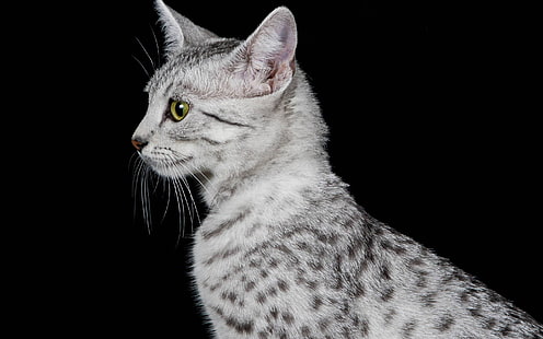 Mirada del perfil del gato egipcio de Mau, gato egipcio de Mau, hermoso, gris, Fondo de pantalla HD HD wallpaper