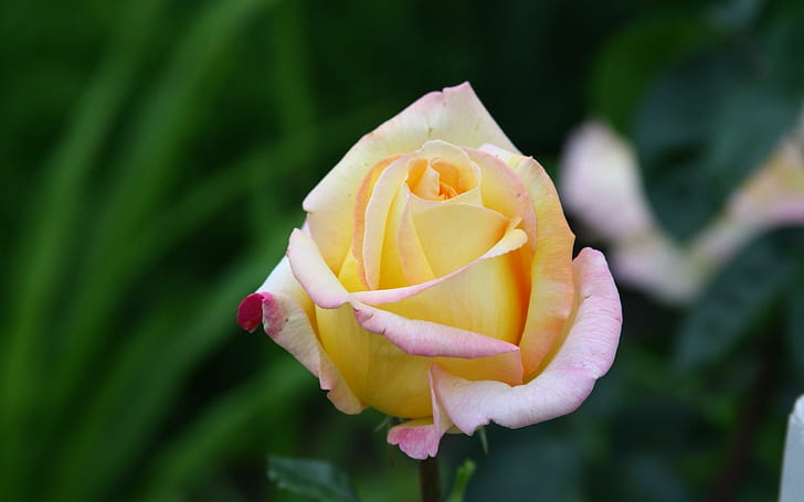 Rosa amarela esplêndida, flor rosa amarela, flores, 2560x1600, rosa, HD papel de parede