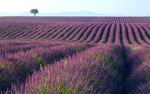 фиолетовая лаванда, поле цветов, поле, цветы, дерево, windows 7, семь, HD обои HD wallpaper