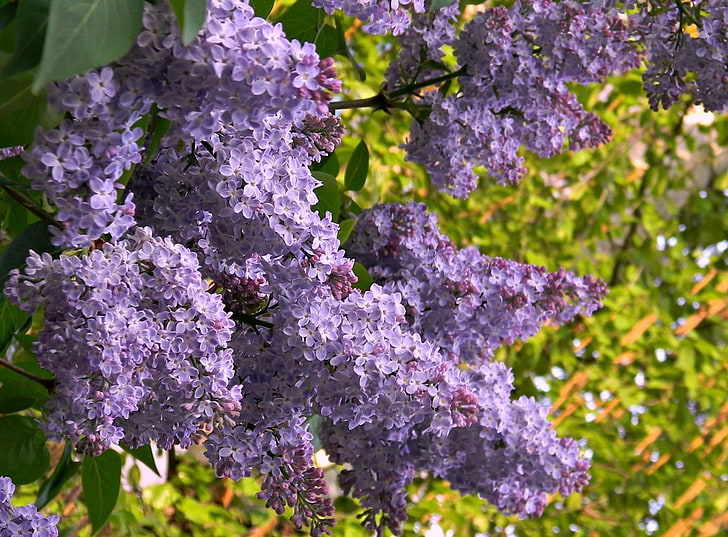 purple petaled flowers, lilac, blossom, branch, spring, mood, HD wallpaper