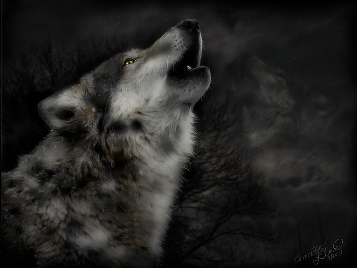 Midnight S Cry, mitical, spirit, black, insnow, pack, the pack, white, timber, lone wolf, snow, canis lupus, wallpa, Tapety HD