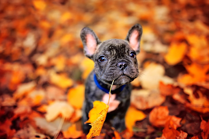 brindle French bulldog puppy close-up photography, autumn, leaves, dog, HD wallpaper