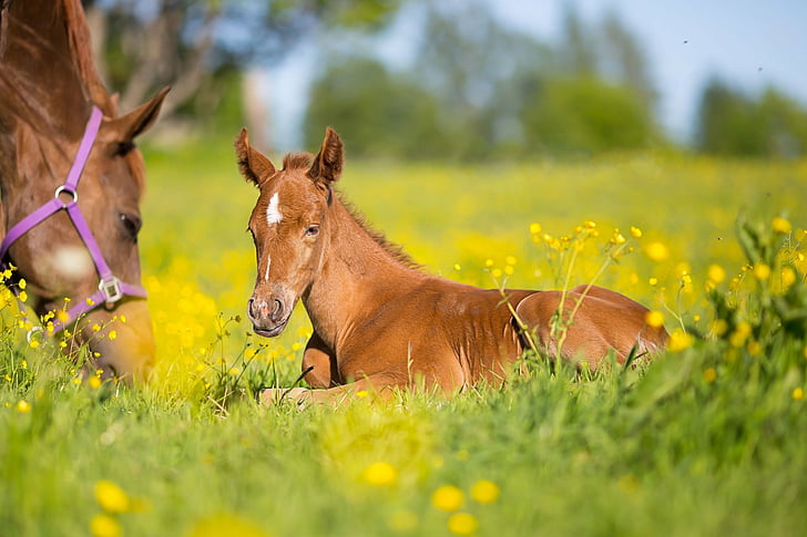 Animal, Horse, Baby Animal, Depth Of Field, Foal, HD wallpaper