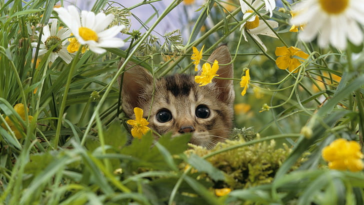 Cat Kitten Flower Grass HD, brązowy i czarny kociak, zwierzęta, kwiat, kot, trawa, kotek, Tapety HD