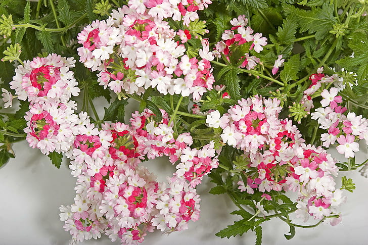 Verbena flores, flores brancas pétalas rosa e verdes, flores, verbena, muitos, HD papel de parede