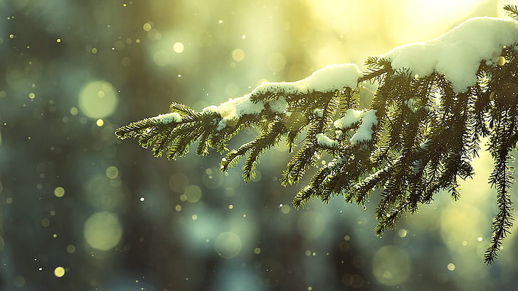 snow, snow flakes, winter, depth of field, trees, HD wallpaper