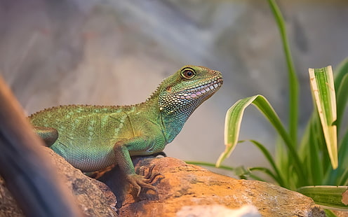 Kostenloses Chinese Water Dragon Reptile Green Lizard Desktop Hd Wallpaper für das PC Tablet und Handy. Download 3840 × 2400, HD-Hintergrundbild HD wallpaper