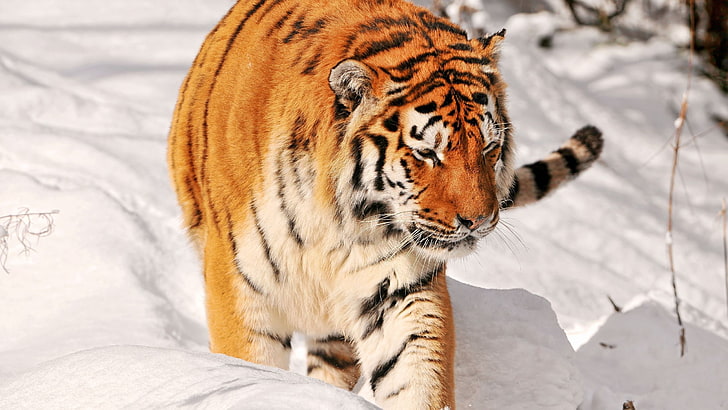 Harimau Sumatera, harimau, salju, berjalan, predator, Wallpaper HD