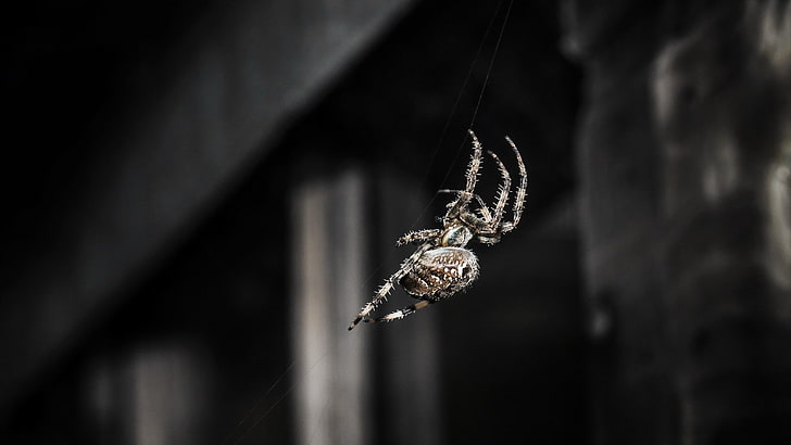 spider, insect, HD wallpaper