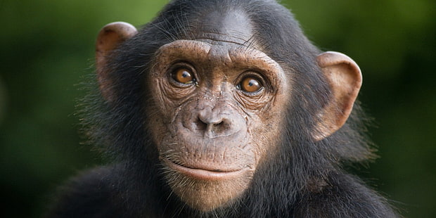 Обезьяны, Шимпанзе, Животные, Детское животное, Милые, HD обои HD wallpaper