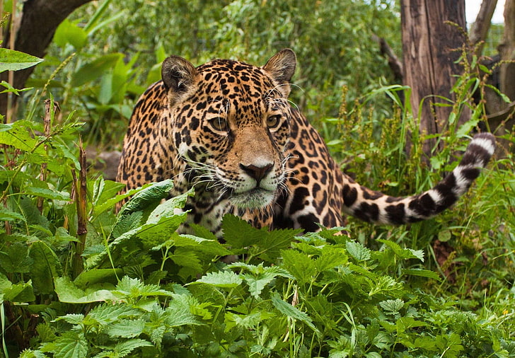 brown and black leopard, jaguar, grass, leaves, climb, predator, HD wallpaper
