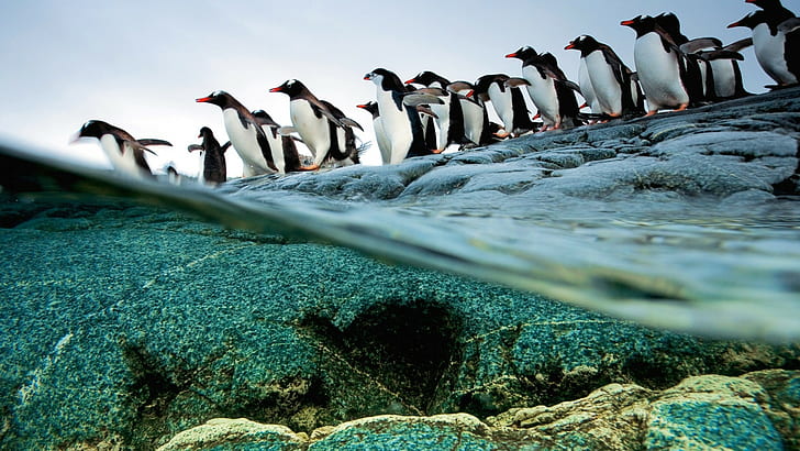 пингвини, животни, разделен изглед, птици, море, дива природа, HD тапет