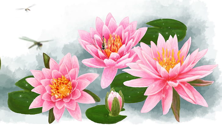 수련 핑크, 세 분홍색과 흰색 꽃, 봄, 연꽃, 물, 잎, 그린, 여름, 연못, 꽃 봉오리, 백합, 꽃, 자연과 풍경, HD 배경 화면
