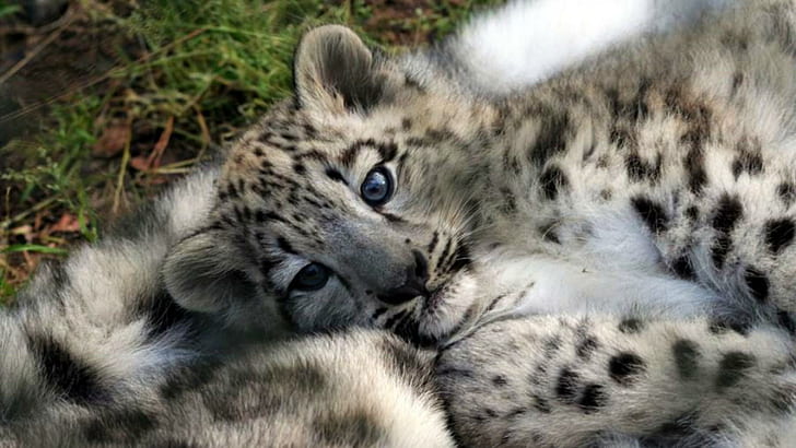 Safe Warm, tiger, baby snow leopard, cubs, big cats, nature, wildlife, lion, small cats, animals, leopard, jagu, HD wallpaper