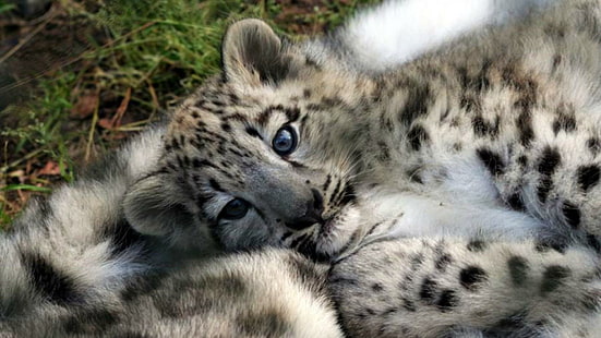 Safe Warm, tiger, baby snow leopard, cubs, big cats, nature, wildlife, lion, small cats, animals, leopard, jagu, HD wallpaper HD wallpaper