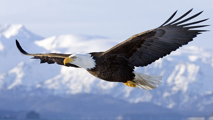 American eagle, eagle, flying, bald eagle, nature, landscape, animals, birds, wildlife, HD wallpaper