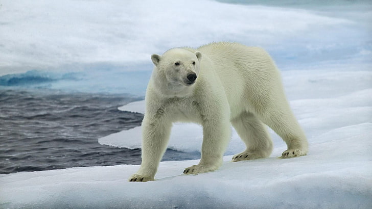 หมีขั้วโลก, หมี, น้ำค้างแข็ง, อาร์กติก, มหาสมุทรอาร์คติก, หมวกน้ำแข็งขั้วโลก, หมวกน้ำแข็ง, สัตว์ป่า, น้ำแข็ง, วอลล์เปเปอร์ HD