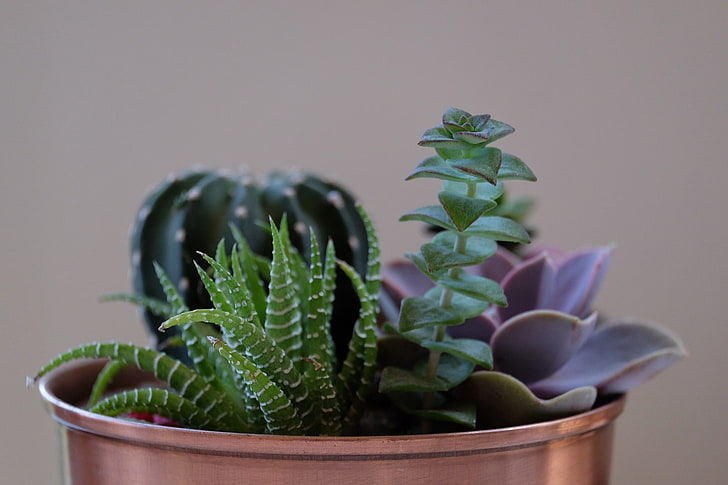 grüne Sukkulente, Sukkulente, Blumen, Topf, Zimmerpflanze, HD-Hintergrundbild
