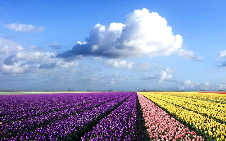 campo, céu, flores, tulipas, nuvens, paisagem, flores roxas, HD papel de parede
