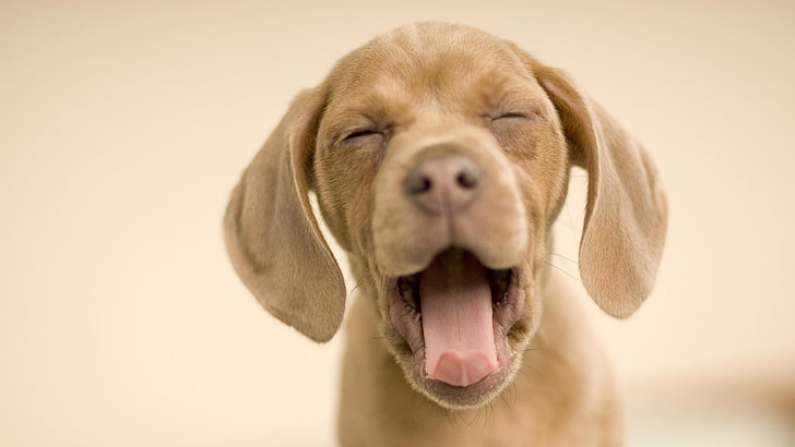 dog, doggie, doggy, yawn, cute, puppy, animals, HD wallpaper