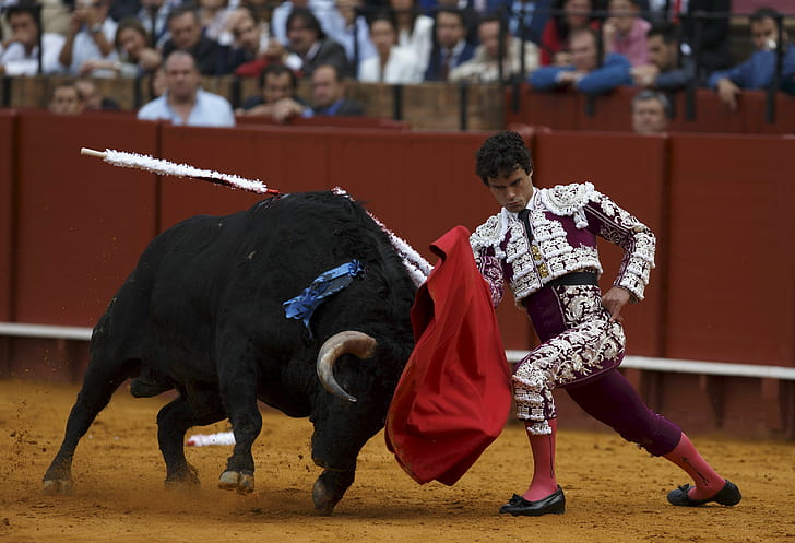 Sports, Bullfighting, HD wallpaper