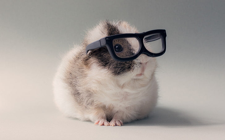 grå och vit hamster och svarta inramade glasögon, djur, glasögon, marsvin, HD tapet