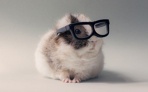 hamster cinzento e branco e óculos de armação pretos, animais, óculos, porquinhos da índia, HD papel de parede HD wallpaper
