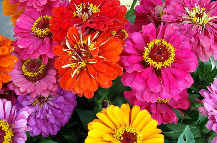 yellow, red, and pink zinnia flowers, zinnias, flowers, bright, close-up, HD wallpaper