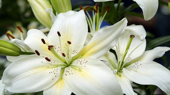 fiori, gigli, bianco, Sfondo HD HD wallpaper