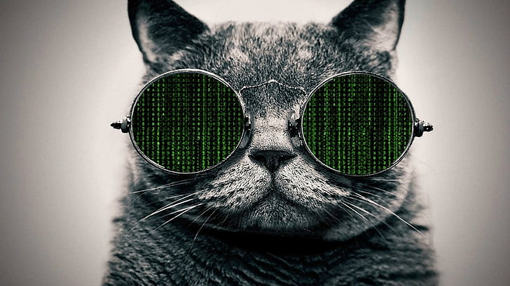 The Matrix, glasses, cat, HD wallpaper