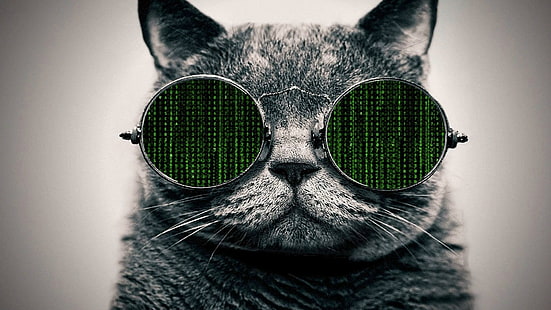 The Matrix, glasses, cat, HD wallpaper HD wallpaper