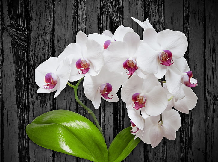 Biały kwiat orchidei, Aero, kreatywny, kwiat, zielony, biały, czarny, różowy, roślina, dekoracja, orchidea, liście, deski, orchidea, pokój kwiatowy, kwiat orientalny, płatki, Tapety HD
