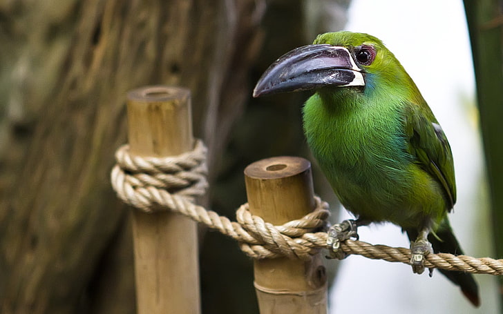 green bird with long black beak, bird, rope, wood, sit, beak, HD wallpaper