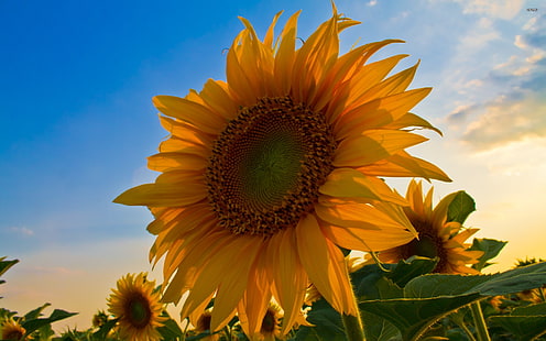 sunflower  desktop backgrounds, HD wallpaper HD wallpaper
