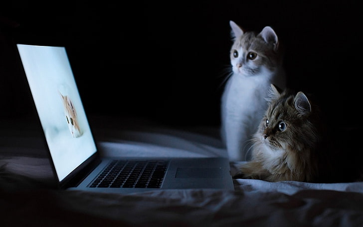 srebrny MacBook Pro, Koty, Cat, Tapety HD