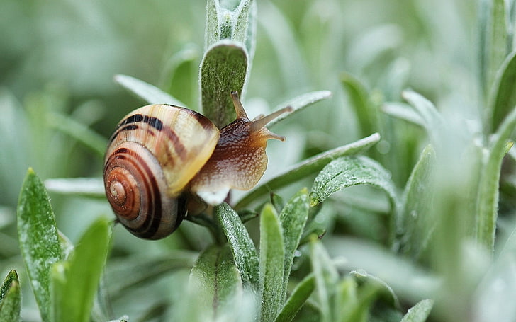 brown and beige snail, snail, plant, shell, HD wallpaper