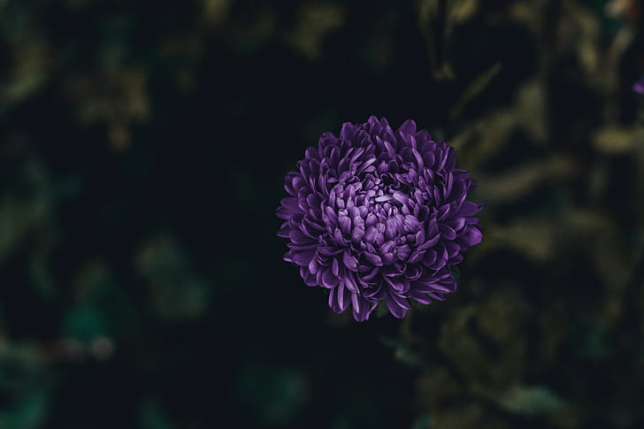 aster, flower, purple, bloom, HD wallpaper