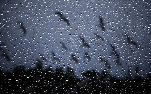 капки, стъкло, природа, дъжд, буря, прозорец, HD тапет HD wallpaper