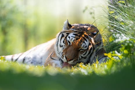  grass, tiger, predator, wild cat, Svetlana Pisareva, HD wallpaper HD wallpaper