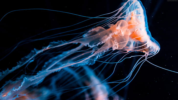 แมงกะพรุนเต้นสวย Jellyfish สวยเต้น, วอลล์เปเปอร์ HD