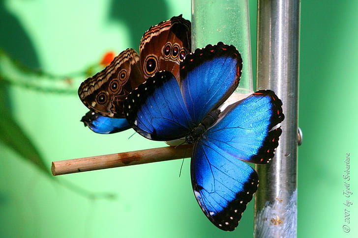 Australia beauty Ulysses Swallowtail Animals Butterflies HD Art , beauty, Butterfly, Australia, wings, blue and black, HD wallpaper