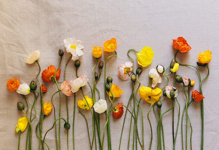 花 花 芸術的 オレンジ色の花 ケシ 白い花 黄色の花 Hdデスクトップの壁紙 Wallpaperbetter