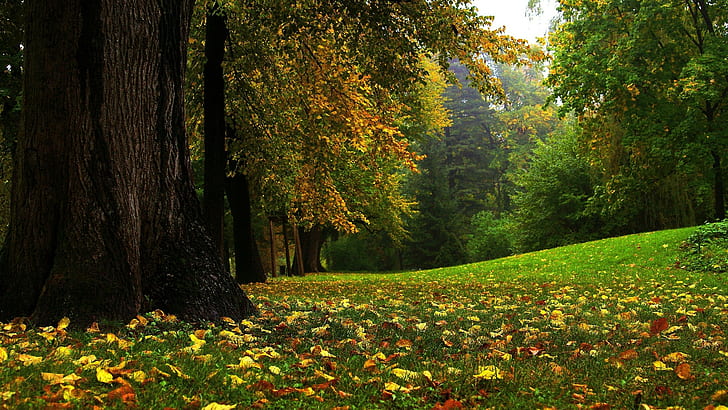 природа, 2560x1440, гора, дърво, есен, горски стенопис, есенна гора, HD тапет