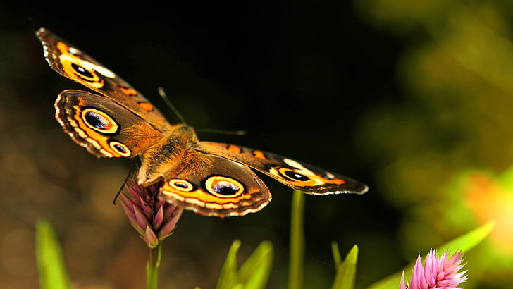 borboleta, HD papel de parede