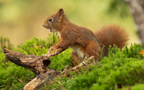 Animals Rodent Red Squirrel Kind Of Squirrel In Gen Sciurus That Is Honored Across All Eurasia Desktop Wallpapers Hd For Mobile Phones And Laptops 3840×2400, HD wallpaper HD wallpaper