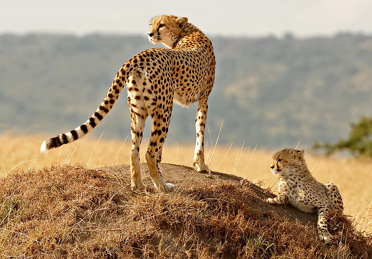 animals, baby animals, Cheetahs, nature, HD wallpaper