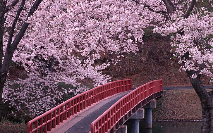 Rote Metall gerahmte Brücke, Blüte, Bäume, Brücke, Fluss, Frühling, HD-Hintergrundbild