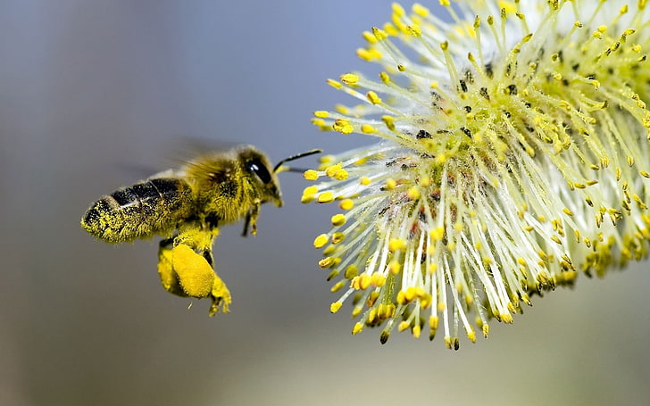 yellow and black bee, willow, bee pollination, yellow, gray, HD wallpaper