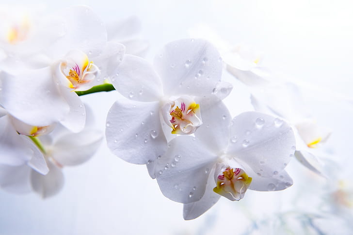 flowers, Orchid, macro, white, 5k, 4k, HD wallpaper