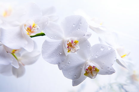 kwiaty, orchidea, makro, białe, 5k, 4k, Tapety HD HD wallpaper